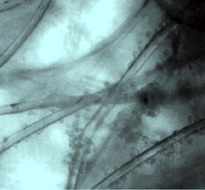 The appearance of chondrocytes seeded on the 3D scaffold